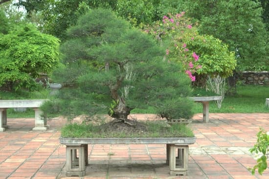 guide, consigli e cura per coltivare il tuo Bonsai