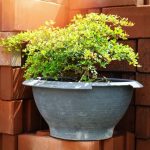 simbolo di crescita e prosperità per il tuo evento speciale