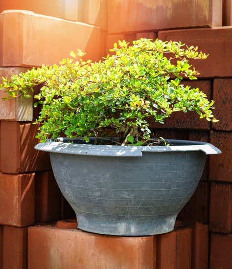 simbolo di crescita e prosperità per il tuo evento speciale