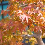 Rosa Del Deserto Bonsai cura, luce e acqua per una bellezza senza tempo