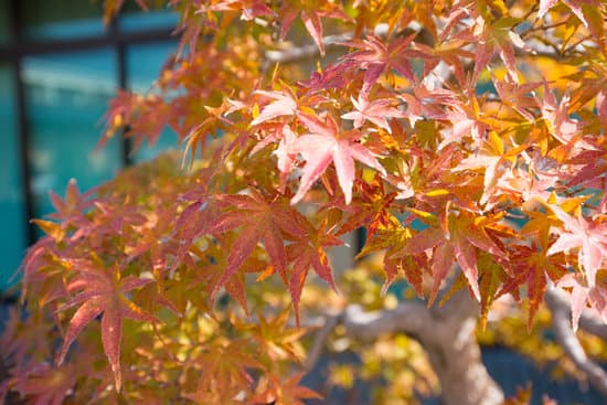 Rosa Del Deserto Bonsai 1 cura, luce e acqua per una bellezza senza tempo
