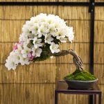 Come Dare Forma Contortaad Un Bonsai Guida dettagliata su come dare forma contorta ad un bonsai in pochi passaggi essenziali