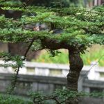 come curare al meglio questa varietà per garantire la sua bellezza e longevità