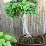 Ulivo Bonsai Bomboniera natura in miniatura per un dono indimenticabile