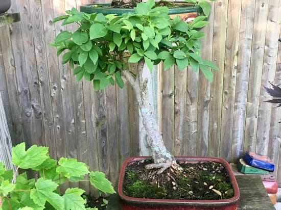 Ulivo Bonsai Bomboniera 1 natura in miniatura per un dono indimenticabile
