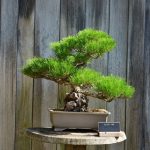 Segui le indicazioni dei maestri bonsaisti per imparare come si curano i bonsai con successo