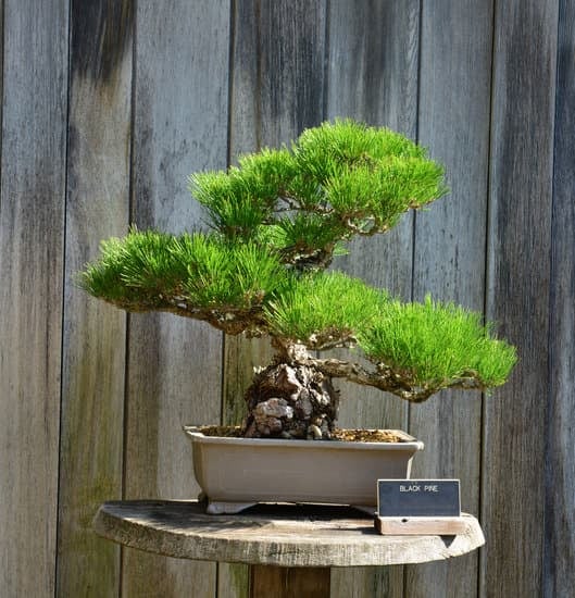 Come Si Curano I Bonsai 1 Segui le indicazioni dei maestri bonsaisti per imparare come si curano i bonsai con successo