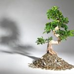 consigli pratici per mantenere la pianta in salute e rigogliosa