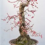 Olivo Bonsai Cura Consigli per mantenere sano e rigoglioso il tuo albero, con tecniche di potatura e annaffiatura corrette