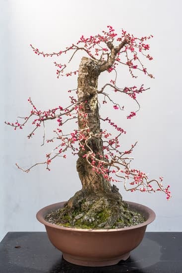 Consigli per mantenere sano e rigoglioso il tuo albero, con tecniche di potatura e annaffiatura corrette