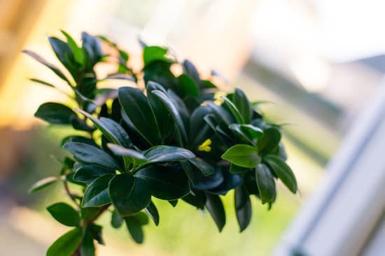 arte e natura in miniatura