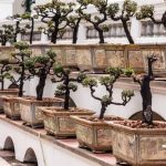 guida completa per la cura e la crescita