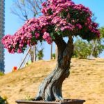 Bonsai Acero Blu Vendita Acquista online il tuo Bonsai Acero Blu in vendita, per un tocco di eleganza e colore in giardino