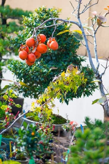 Guida dettagliata su come mantenere un bonsai sano e rigoglioso