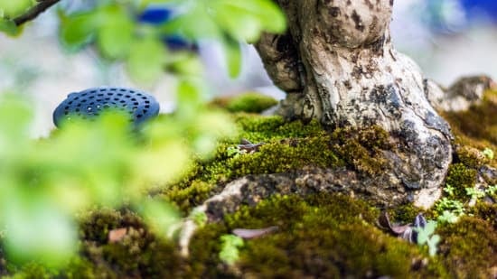 Bonsai Annaffiare 1 vigila il livello dell'acqua e evita ristagni