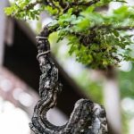 Lego Albero Bonsai Creare un Lego albero bonsai unico per una decorazione originale e artistica in pochi passaggi