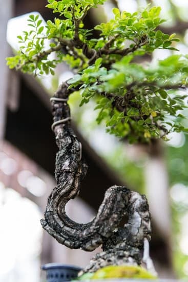 Lego Albero Bonsai 1 Creare un Lego albero bonsai unico per una decorazione originale e artistica in pochi passaggi