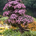 Terreno Per Bonsai Scopri come scegliere il miglior terreno per bonsai per far crescere al meglio le tue piante