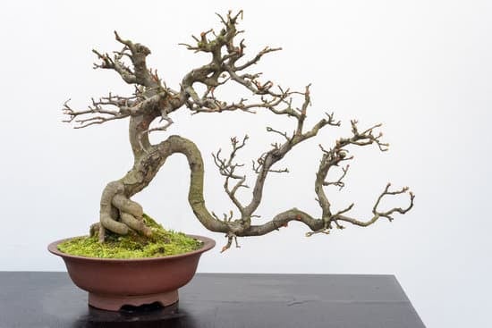 Bonsai Olivo Prezzo 1 Scopri il migliore bonsai olivo prezzo e rendi unico il tuo giardino mediterraneo