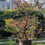 Bonsai Olmo Giapponese eleganza e tradizione nella miniatura vegetale