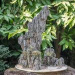 Tiglio Bonsai la bellezza racchiusa in un piccolo alberello da coltivare con cura e passione