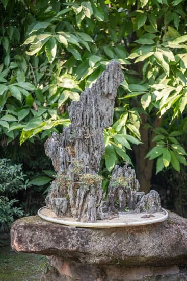 Tiglio Bonsai 1 la bellezza racchiusa in un piccolo alberello da coltivare con cura e passione