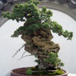 eleganza verde in miniatura