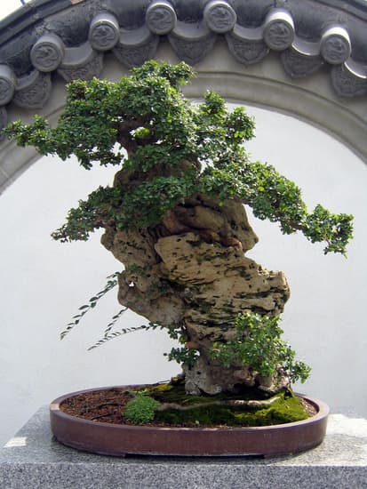 Cipresso Goldcrest Bonsai 1 eleganza verde in miniatura