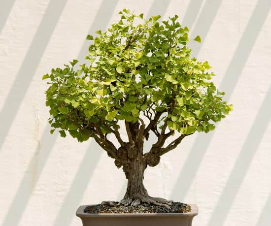 Tagli precisi e dettagliati con forbici per bonsai di alta qualità