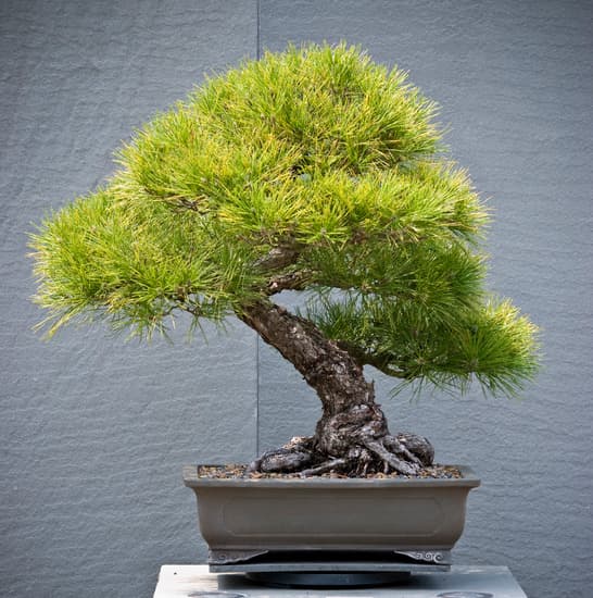Bonsai Olivo Significato 1 Scopri il significato simbolico del bonsai olivo, un'espressione di pace e longevità