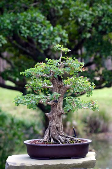 simbolo di equilibrio e armonia, perfetto per decorare ogni spazio con eleganza