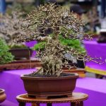 Bonsai Bouganville Prezzo scopri prezzi convenienti e offerte speciali per dare vita al tuo giardino zen