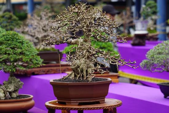 Bonsai Bouganville Prezzo 1 scopri prezzi convenienti e offerte speciali per dare vita al tuo giardino zen
