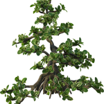 Bonsai Di Ulivo Bomboniera un dono originale, simbolo di longevità e prosperità