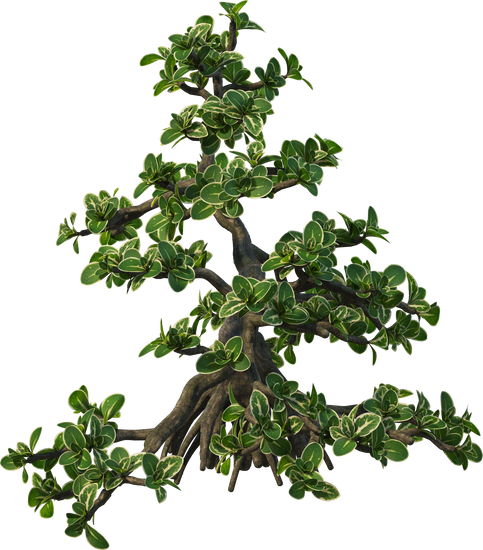 Bonsai Di Ulivo Bomboniera 1 un dono originale, simbolo di longevità e prosperità