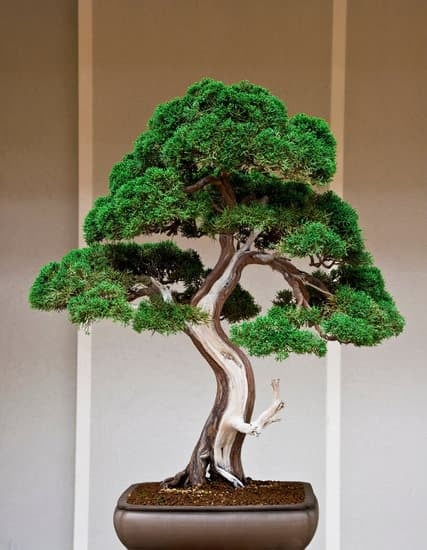 Sottovaso Per Bonsai 1 Sottomettiti alla bellezza del tuo bonsai con il perfetto sottovaso per bonsai