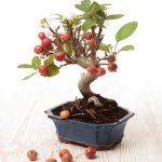 Scopri le diverse varietà di piante di bonsai e come prenderti cura di queste magnifiche creazioni vegetali