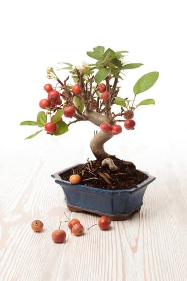 Piante Di Bonsai 1 Scopri le diverse varietà di piante di bonsai e come prenderti cura di queste magnifiche creazioni vegetali