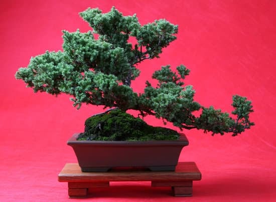 Coppa Bonsai 1 consigli e suggerimenti per un perfetto mantenimento