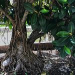 Bonsai Rosa Del Deserto guida completa per un giardino unico e suggestivo