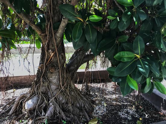 Bonsai Rosa Del Deserto 1 guida completa per un giardino unico e suggestivo