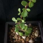 Scopri come evitare che il tuo Bonsai Ginseng perda le foglie verdi con questi consigli utili