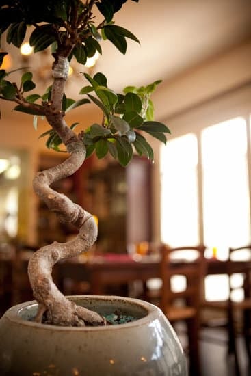 Cura Bonsai Ficus Ginseng 1 guida completa e consigli pratici