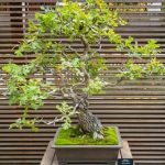 Il Bonsai Perde Le Foglie Verdi il bonsai perde le foglie verdi Scopri le cause e i rimedi per risolvere il problema
