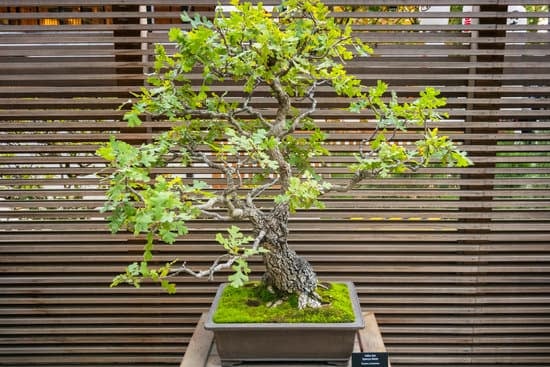 Il Bonsai Perde Le Foglie Verdi 1 il bonsai perde le foglie verdi Scopri le cause e i rimedi per risolvere il problema