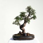 un simbolo di crescita e prosperità da conservare