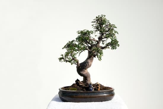 Bonsai Bomboniera Cresima 1 un simbolo di crescita e prosperità da conservare