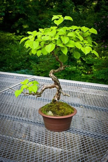 Scopri il significato di regalare bonsai e rendi unico ogni dono con un simbolo di equilibrio e natura