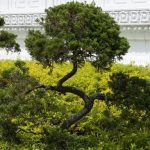 scopri le varietà più rare e coltiva il tuo giardino esotico