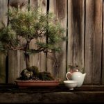 Guida dettagliata su come potare un bonsai Ficus Ginseng per mantenerlo sano e armonioso